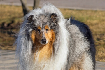 Collie, group of breeds of shepherd dogs originating from Scotland. Space under the text. Concept:...