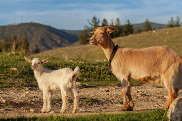 Obraz premium Mother goat and her kid in natural environment