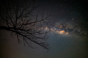 Milky way with stars,silhouette branches tree in africa with milky way.Dry Tree silhouetted against...