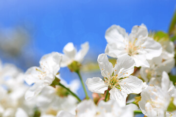 Flowers of the cherry blossoms on a spring day.Close up on white cherry blossoms.