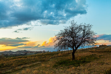 Plakat Sunset and lonley tree in the field, beautiful clouds