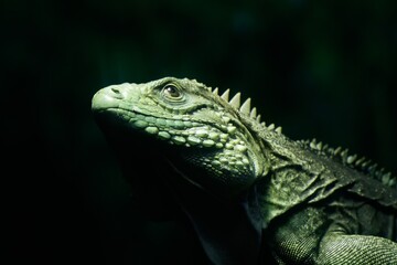 iguana on a branch
