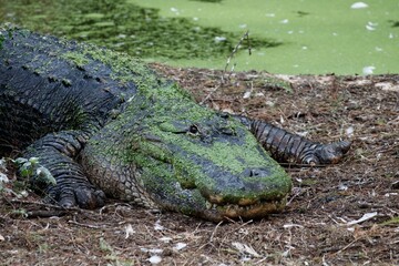 alligator in the swamp