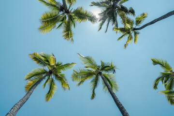 Fototapeta premium The coconut tree (Cocos nucifera) is a member of the palm tree family (Arecaceae) and the only living species of the genus Cocos. Big island, Pu'uhonua O Honaunau National Historical Park. 