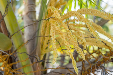 The coconut tree (Cocos nucifera) is a member of the palm tree family (Arecaceae) and the only living species of the genus Cocos. Big island, Pu'uhonua O Honaunau National Historical Park. 