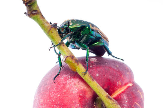 Mettalic green fig beetle (Cotinus texana) on apricot also called 'green fruit beetle', 'junebug', and 'figeater'). Common to the southwestern United States.