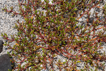 Sesuvium portulacastrum is a sprawling perennial herb in the family Aizoaceae that grows in coastal and mangrove areas. Big island, Pu'uhonua O Honaunau National Historical Park. shoreline purslane

