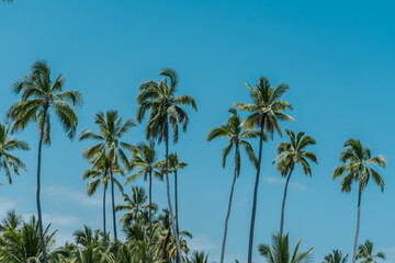 Naklejka na ściany i meble The coconut tree (Cocos nucifera) is a member of the palm tree family (Arecaceae) and the only living species of the genus Cocos. Big island, Pu'uhonua O Honaunau National Historical Park. 