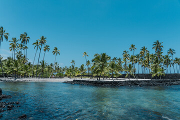 Coconut tree (Cocos nucifera) is a member of the palm tree family (Arecaceae) . Pu'uhonua O Honaunau National Historical Park. Honaunau Bay, Big island, HAWAII