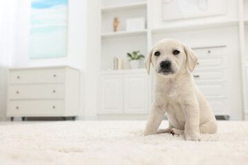 Cute little puppy on white carpet at home. Space for text