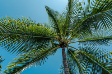 Fototapeta na wymiar The coconut tree (Cocos nucifera) is a member of the palm tree family (Arecaceae) and the only living species of the genus Cocos. Big island, Pu'uhonua O Honaunau National Historical Park. 