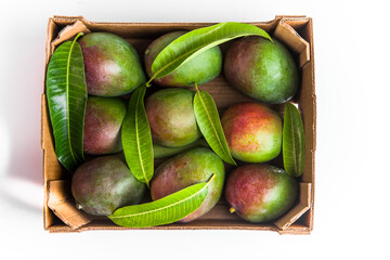 BOX OF HADEN MANGOES READY TO EXPORT FROM PERU