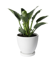 Beautiful philodendron plant in pot on white background. House decor