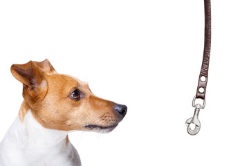 dog waiting for owner to play  and go for a walk with leash, isolated on white background