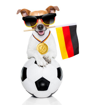 soccer jack russell  dog playing with leather ball  , isolated on white background and german  flag wearing sunglasses