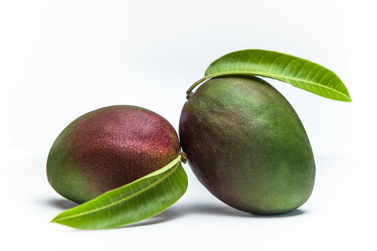 HADEN MANGO READY TO BE EXPORTED FROM PERU