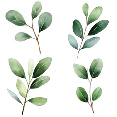 what a beautiful eucalyptus leaves in watercolor