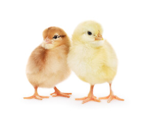 Two cute fluffy baby chickens on white background