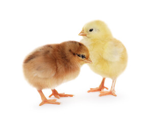 Two cute fluffy baby chickens on white background