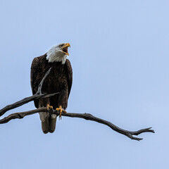Bald Eagle Protecting the Nest