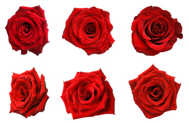 Set with red rose buds isolated on white
