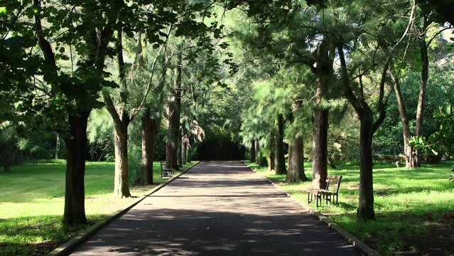 Green botanic park and walking path at sunny day