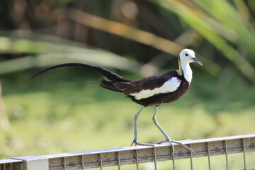 Pheasant-tailed jacana (Hydrophasianus chirurgus) in Japan
