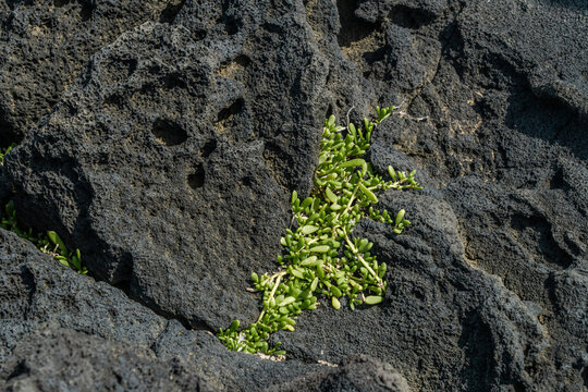 Sesuvium portulacastrum is a sprawling perennial herb in the family Aizoaceae. shoreline purslane. South Point , Big island, Hawaii. Basalt. volcanic rock