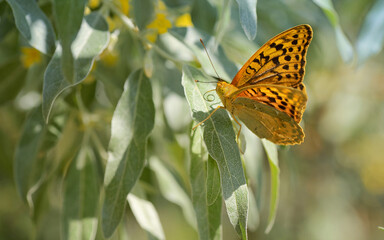 Monarch butterflies on willow leaves