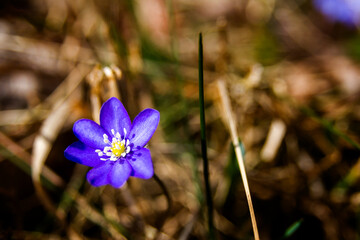 First fresh blue violet in the forest. Blue spring wildflower liverwort, Hepatica nobilis.