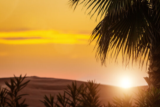 Tropical palm leaves and tops of the trees against the twilight orange charming sky with a view of mountain in the background