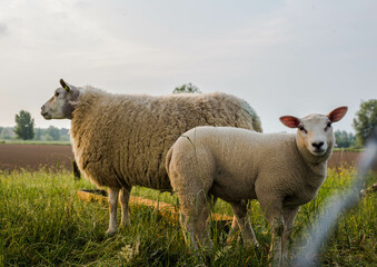 Mother sheep and her lamb in spring, Friesland The Netherlands nature