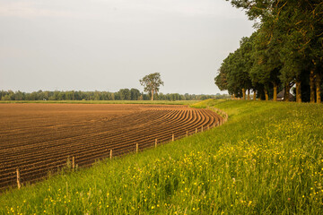 Meadow Farm golden morning Netherlands beauty nature
