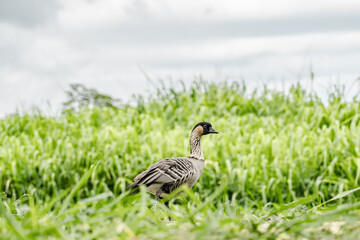 The nene (Branta sandvicensis), also known as the nēnē or the Hawaiian goose, is a species of bird endemic to the Hawaiian Islands. Ninole Loop Rd, Pahala, Big island, Hawaii
