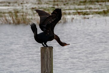cormorant