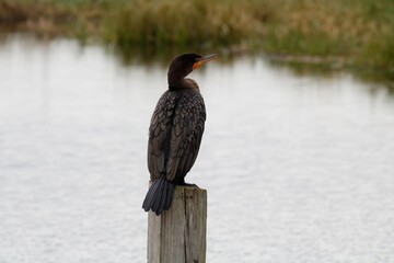 cormorant