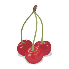 cherries isolated on white background, vector illustration.