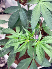 Cannabis plants at a grow facility