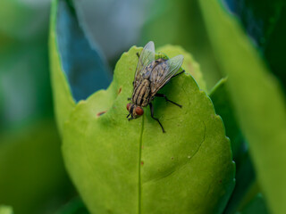 Mosca común en el bosque