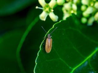 Insectos en el bosque
