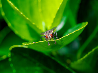 Mosca en el bosque