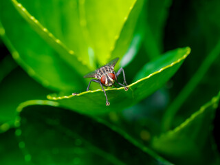 Mosca común en el bosque