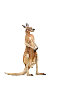 アカカンガルー