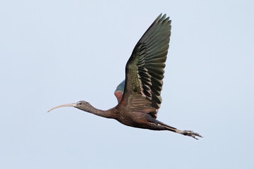 Glossy Ibis in Flight