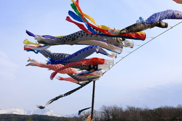 北海道増毛町暑寒別川河口付近の鯉のぼり