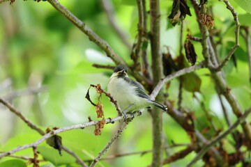 木の枝にとまるシジュウカラの幼鳥