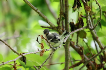 木の枝にとまるシジュウカラの幼鳥