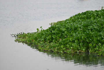 Pontederia crassipes, formerly Eichornia crassipes, commonly known as common water hyacinth is an aquatic plant 