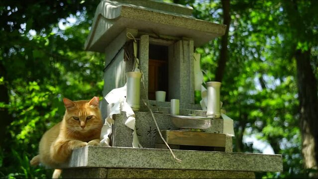 八幡山に住む猫 （滋賀県近江八幡市）