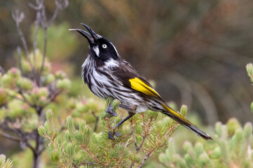 New Holland Honeyeater feeding at Sweet Centred Myrtle Bush